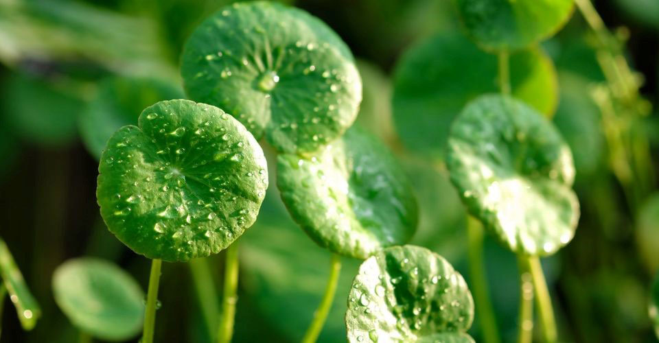 How Centella Asiatica Helps Skin [Top Benefits]