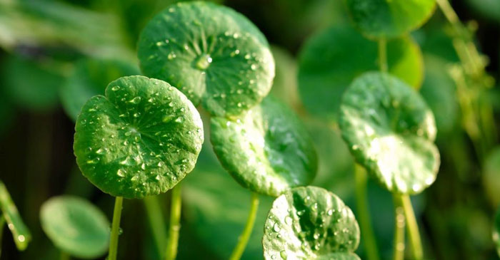 Centella Asiatica in skincare