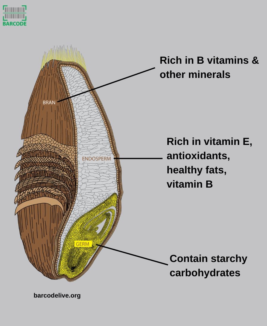Parts of the grain kernel