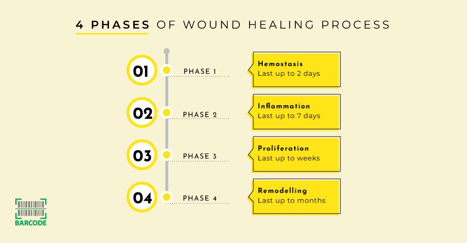 Four phases of wound healing