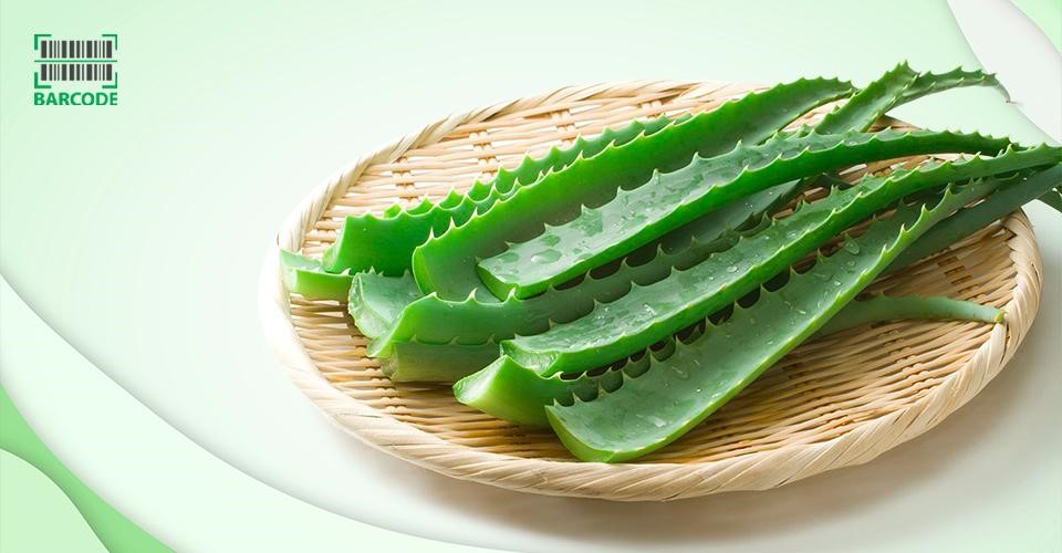 Aloe vera is beneficial to those with rosacea