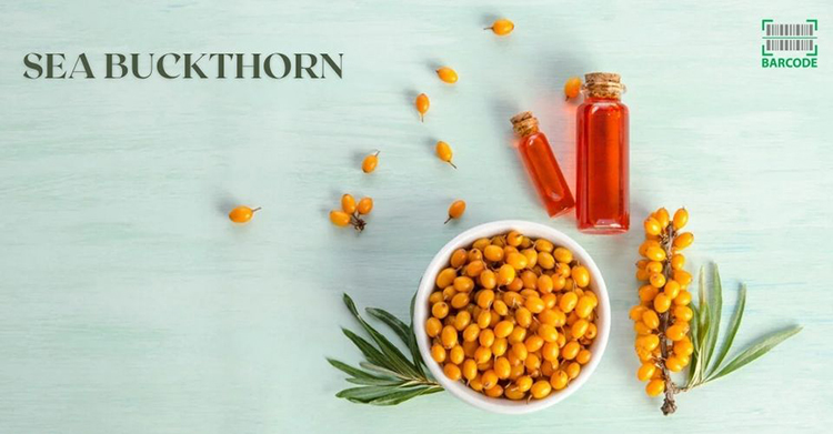 Sea Buckthorn