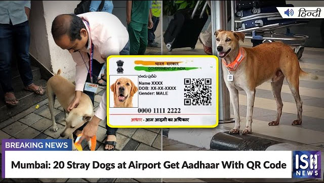 Stray dogs outside Mumbai Airport garlanded with QR codes