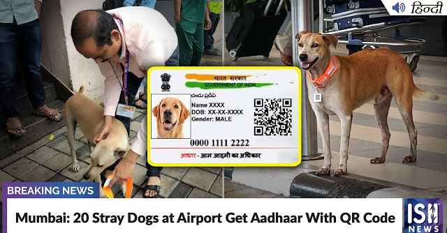 The 'Aadhaar' Cards and QR codes Are Garlanded on Stray Dogs Outside the Mumbai Airport