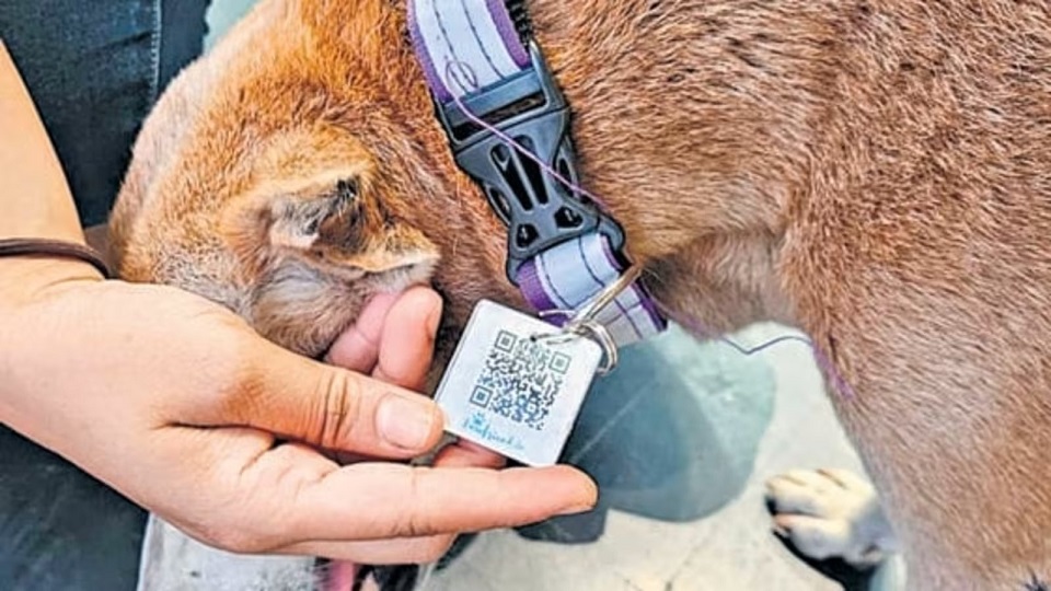 Stray dogs in Navi Mumbai get QR-coded collars