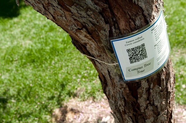 QR code system for identification of trees launched
