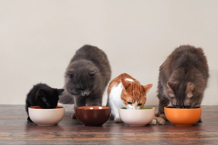 Each cat age requires different cat food