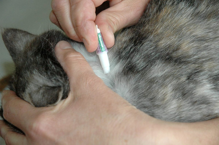 Apply flea treatment to your cat