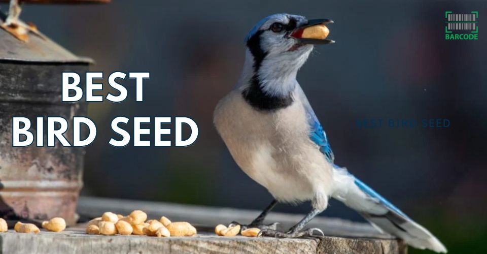 Best Bird Seed to Attract Birds to Your Feeder | Bird Feeding Basics