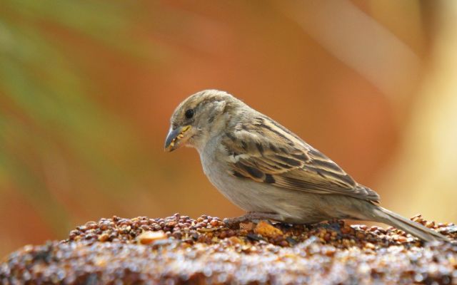 What is the best bird seed blend?