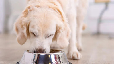 Feed your diabetic dog