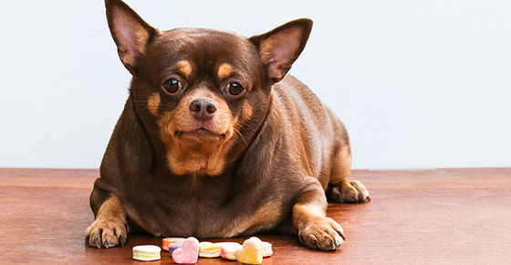 Diabetic causes many risks to dogs’ health