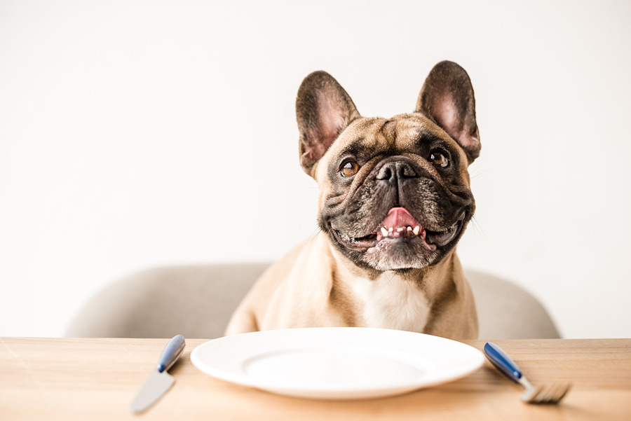Choosing the balanced and healthy diet for French bulldogs