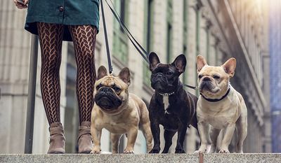 Feed your Frenchie based on its age and activity level