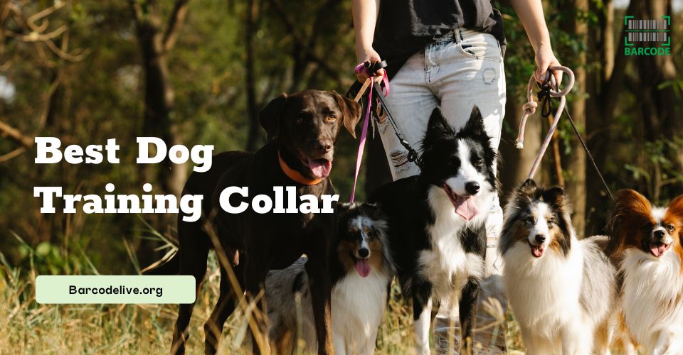Best Dog Training Collar, Starting From $23 [Handbook for Cat Owners]