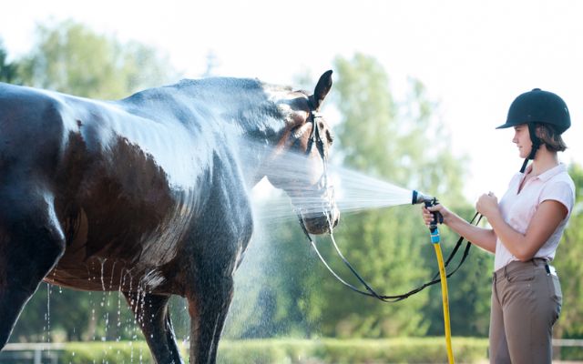 Reasons why you need the best horse shampoo