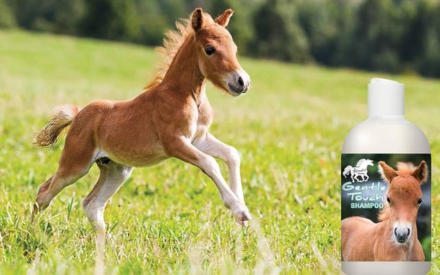 Is it possible to use the best shampoo for horses on my hair?