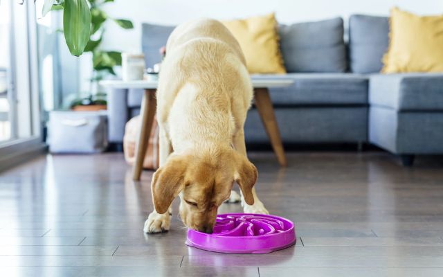 How to know if my dog needs a slow feeder bowl?