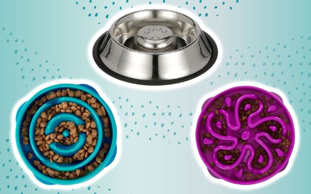 What is the best slow feed dog bowl?