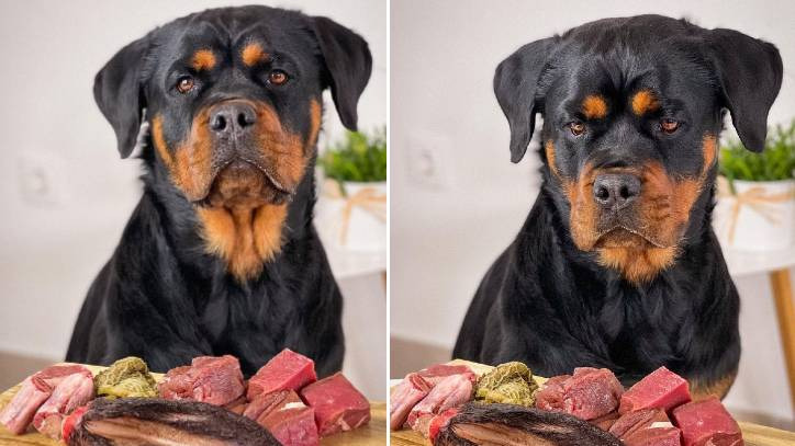 How to choose the right dog food for Rottweilers