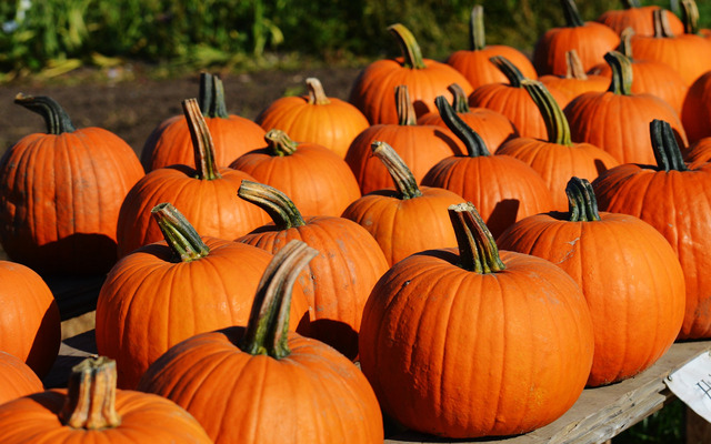 Pick a premium pumpkin